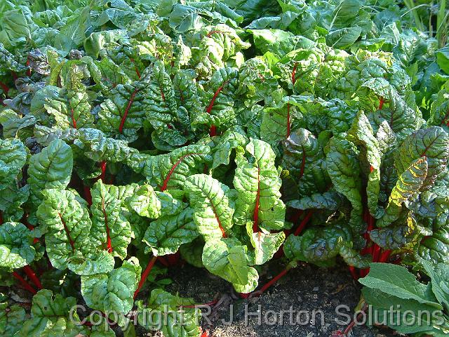 Silverbeet redstemmed_2